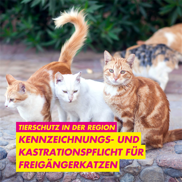 FDP bringt Antrag zur Kastrationspflicht von Katzen ein